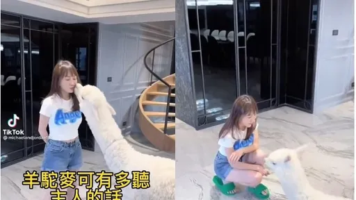 很聽阿嬤的話！超萌羊駝才藝樣樣通　阿公一出馬結局大逆轉