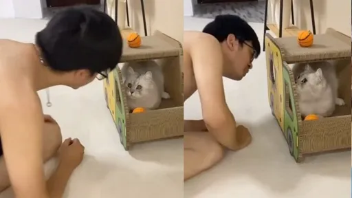 敵動我不動　啪！喵星人逮到時機「一掌打下去」