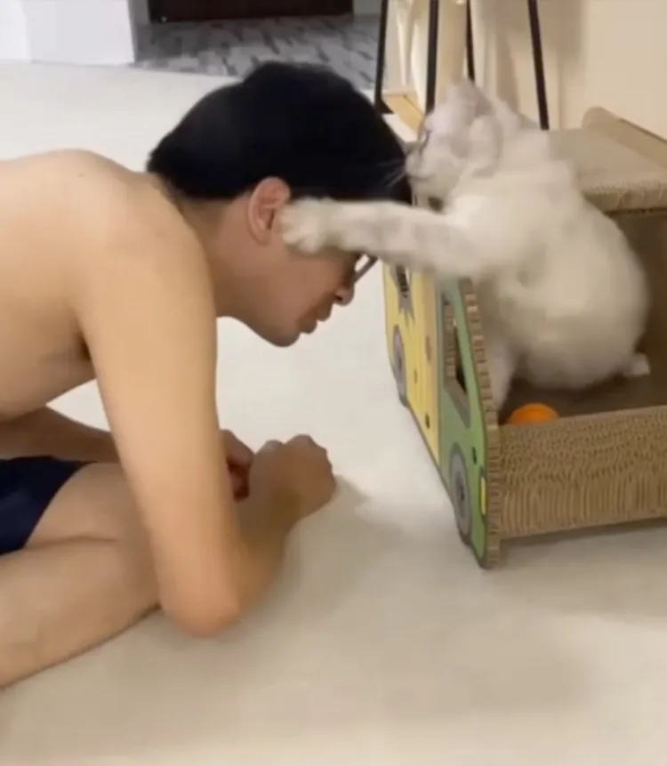 小吉終於偷襲成功  大大的往把拔的頭殼小巴下！簡直是說不出的快活～～。FB粉專《兔喵-Cony & 嘟嘟的異想世界》 提供