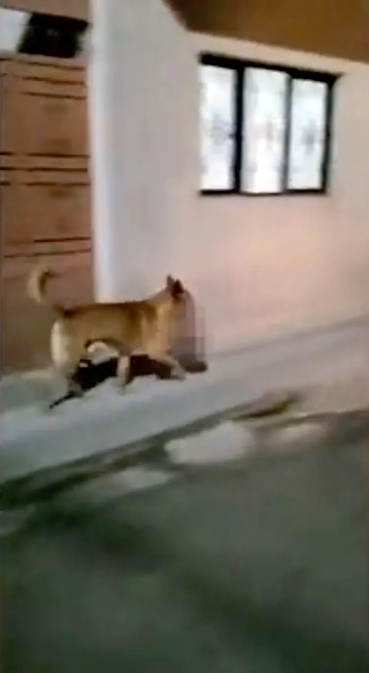 網傳影片可見黃狗叼著人頭走路。翻攝推特@IbarYahawadah