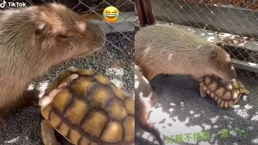 果然「背景很硬！」乌龟横行园区　水豚君无奈让路