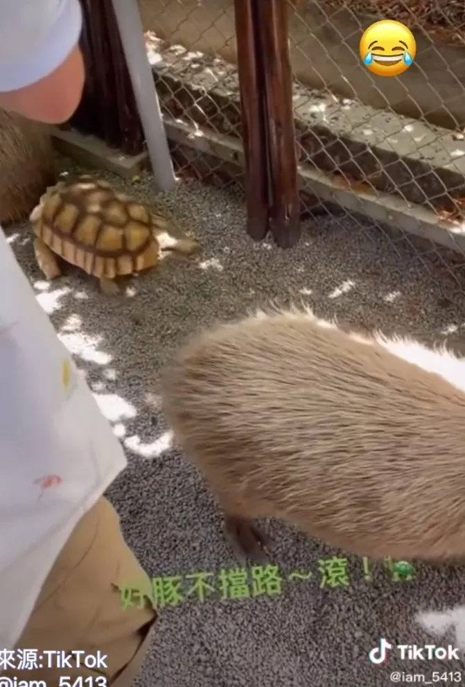 別檔我的路，都給退下。TikTok@iam_5413 提供