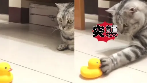 喵星人狠耍虎形拳　黃色小鴨叫一聲讓牠縮了
