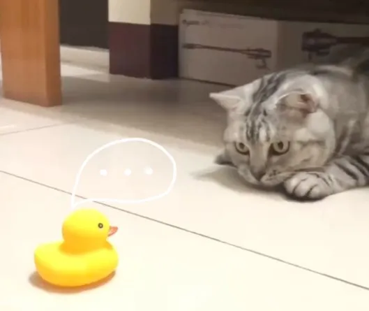 黃色小鴨被K後『嗶』了一聲，夢夢偷襲成功（＾ω＾）v  趕緊退後且低下頭裝B。FB粉專：《喜劇演員美短夢夢》 提供