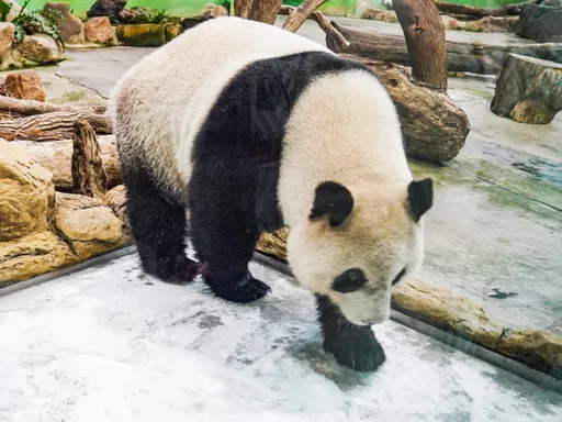 團團最新照曝光！狀態穩定「攝食、排便皆增加」　女兒圓仔嗨玩成滑冰高手