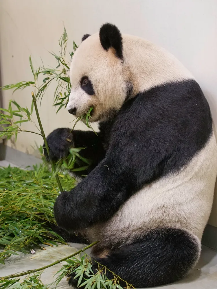 團團近日竹桿、竹葉攝食量，以及便便量都有增加。動物園提供
