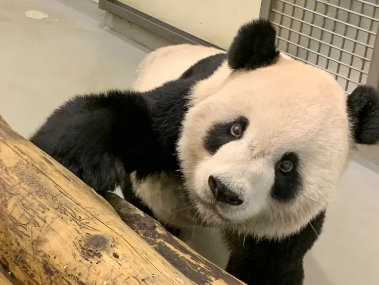 團團最近狀態平穩，走路時間及姿勢都略有改善。動物園提供