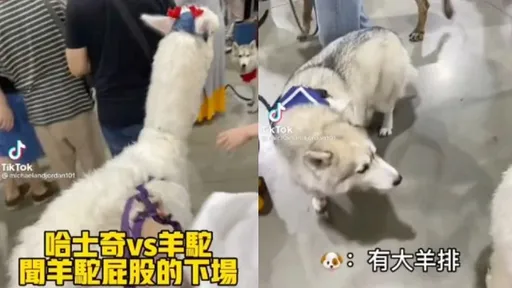 「羊駝界王子」出巡難敵熱情二哈 踹也踹不走!秒變媽寶討拍賣萌