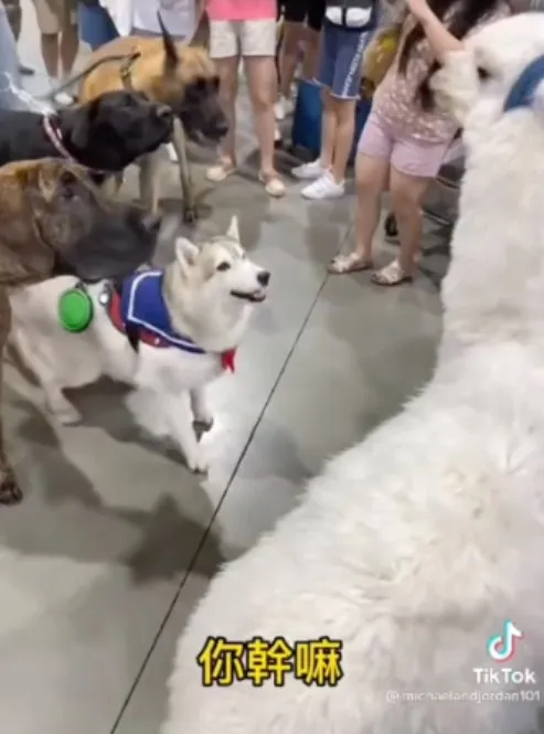 二哈，你是在兇幾點！！別以為烙狗來我就會退縮　搞清楚，我可是羊駝界的葉問。TikTok@michaelandjordan101 提供