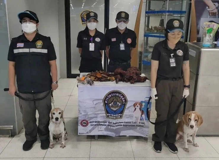 查緝犬聞到肉品味道建功。The Thaiger