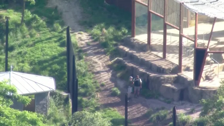 工作人員檢查獅子展區是否有問題，導致獅子逃脫。路透社