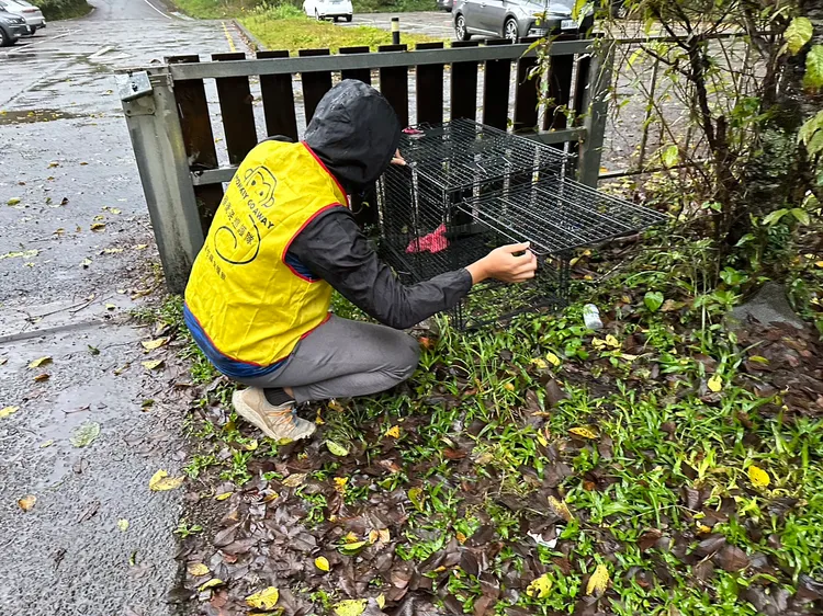 東勢林管處與相關單位，針對脫序獼猴進行圍捕。東勢林管處提供