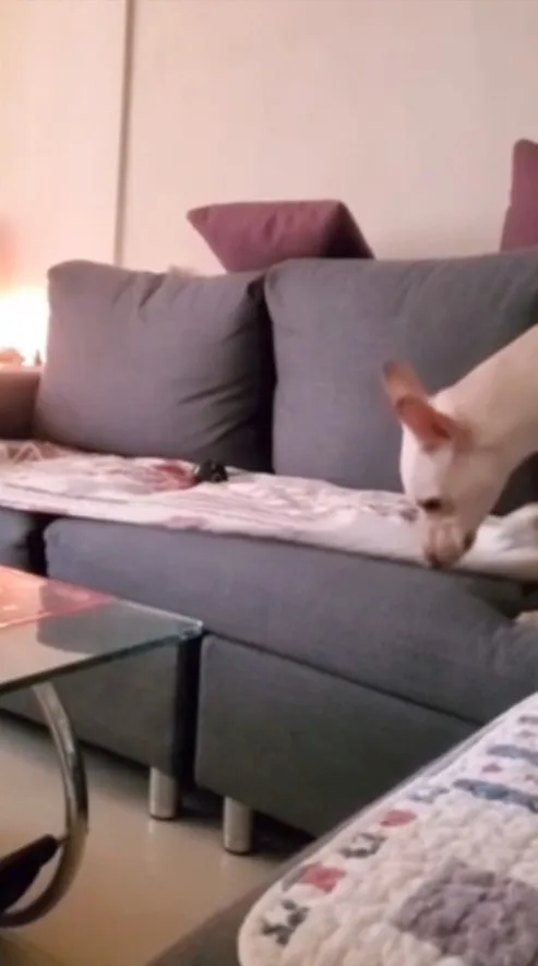 狗狗的眼睛裡頭只存在兩種視椎細胞，比人類少了一個  但並非色盲啦。FB：李臻臻 提供