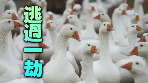 吃不起! 德國餐廳「雙11」菜單刪烤鵝