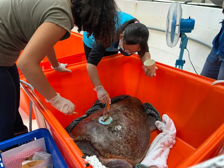 海洋保育署在海龜背甲上安裝衛星發報器。澎縣府農漁局提供