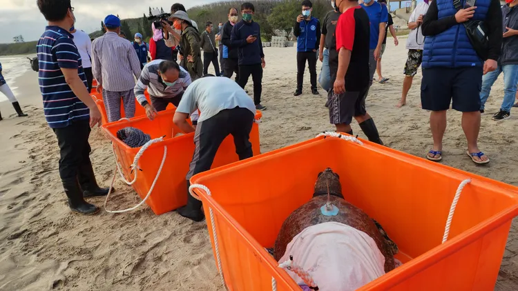 大義宮飼養僅存的5隻海龜，今一起在嵵裡沙灘野放。許逸民攝