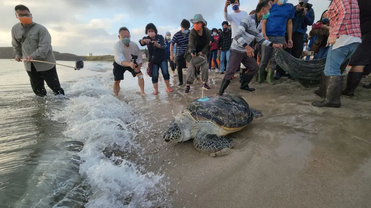 裝著衛星發報器的綠蠵龜，因接近成熟階段，未來希望透過每6個鐘頭發報1次的衛星追蹤，來監測是否有回來上岸產卵的行為與瞭解迴游狀況。許逸民攝。