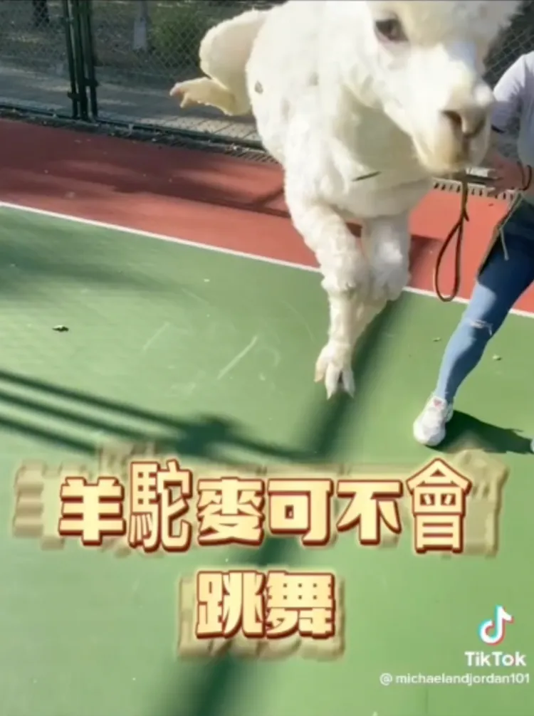 最後來個跳高高，展現十足彈跳力。