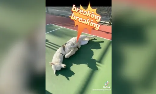 街舞王者是你 羊駝大秀地板動作嗨翻球場