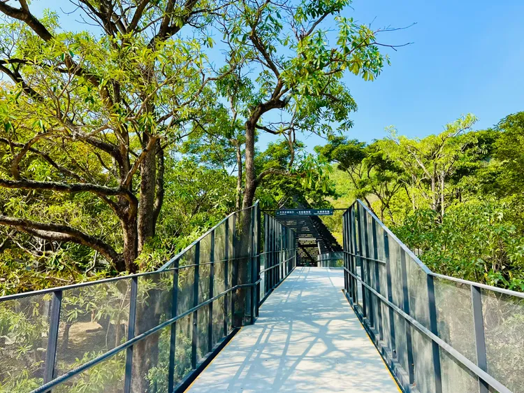 漫步空中長廊感受園區林蔭之美。觀光局提供