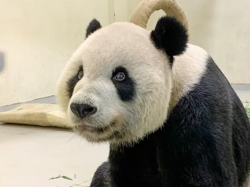 團團走了!小朋友們好難過 教長:學校可落實生命教育