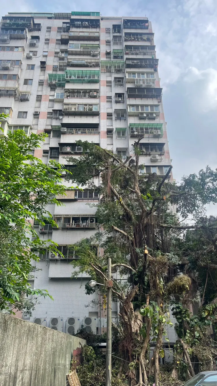 後方停車場樹木剛被修剪。陸運陞攝