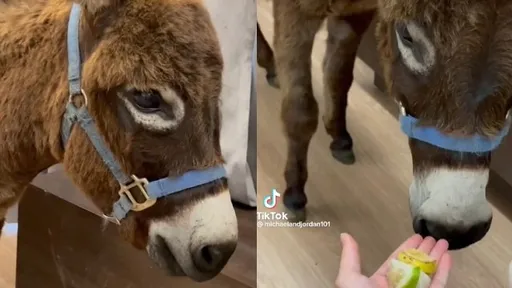 驢子喜歡吃檸檬? 牠以為是「綠色香蕉」竟面不改色