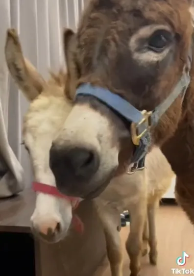 無辜眼神，我擠我擠還有東西吃嗎？
TikTok@michaelandjordan101 提供