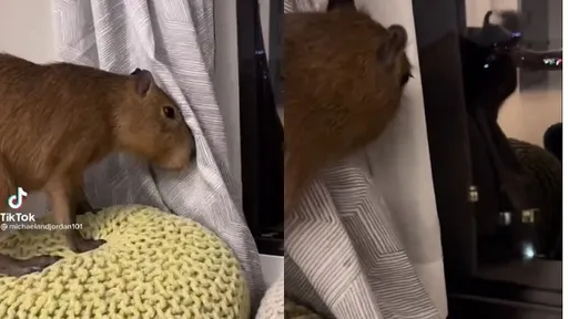 水豚君壞壞!「最萌生物」一秒崩壞 4張照讓飼主崩潰了