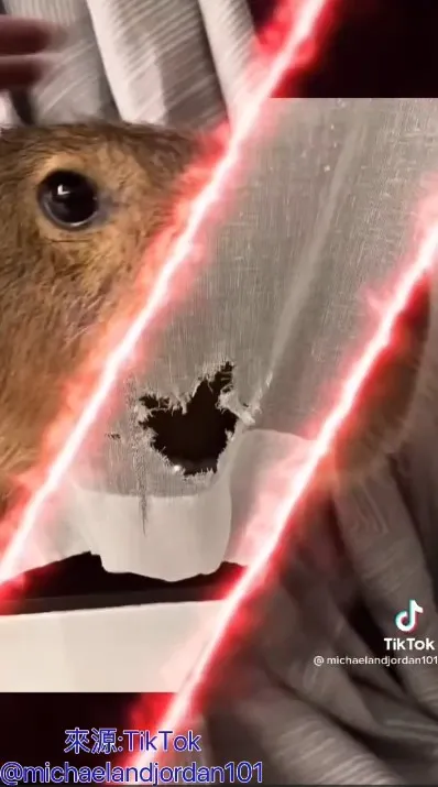 魯夫，你這個小淘氣，簡直是魯莽水豚代表，弄得阿嬤森77  (╬☉д⊙)  。TikTok@michaelandjordan101 提供