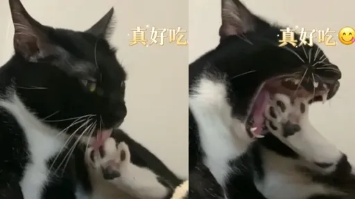一口含住自己的腳!猜猜看~黑色喵喵下一步要做什麼