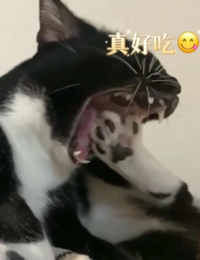 OMG  看看那血盆大口、張牙裂嘴啃食自己的腳丫子（驚）。FB：Pai Syuan 提供