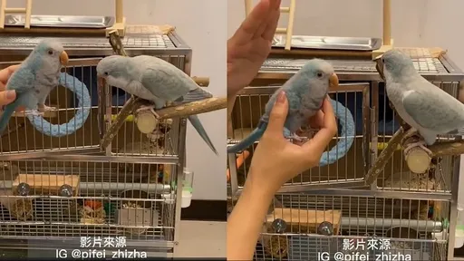 教小孩多難看「鳥」就知道!不乖就打有效嗎?實測大公開