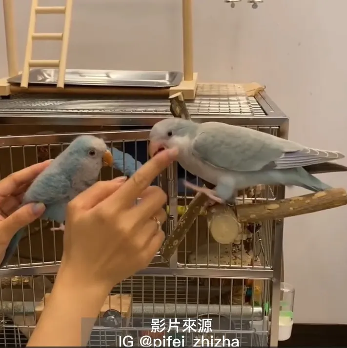 測試結果出爐~照樣咬下去沒在怕的la  也證明了和尚鸚鵡除了吃素，還是會偷吃葷食的。IG @pifei_zhizha 提供