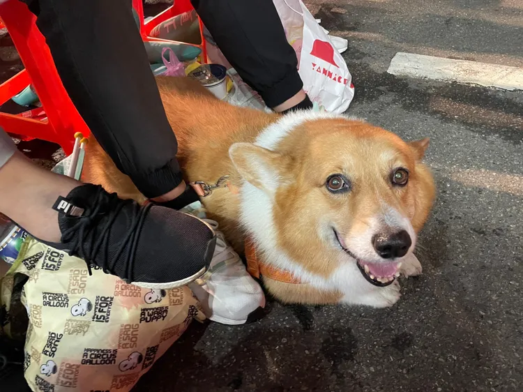 民眾帶著愛犬到陳時中競選總部看開票。賴昀岫攝
