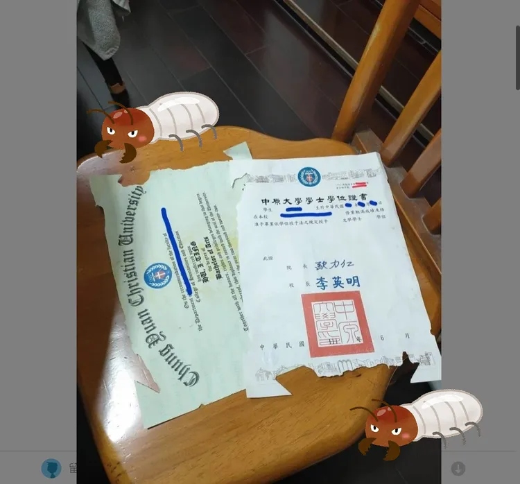 萬萬沒想到白蟻會挑她的畢業證書吃。翻攝Dcard