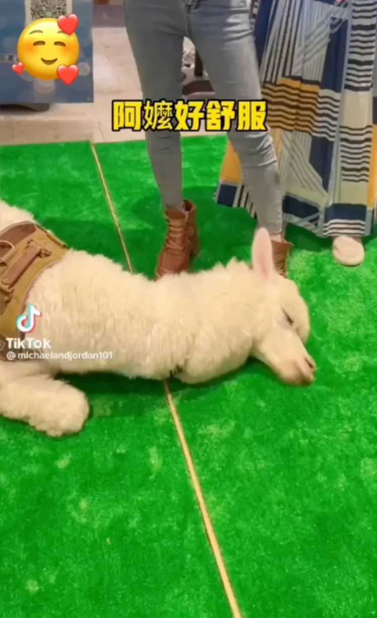 這草皮觸感也太美妙了。