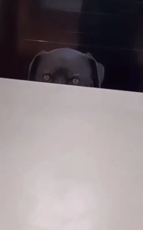 小黑：說好的烤火雞去哪了？「我就這樣看著你，看的你心底發寒」。IG @positive_animals 提供