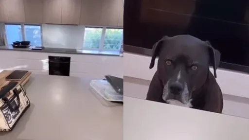 桌下有動靜!走近一看「惡狠狠雙眼盯著你」讓人發毛