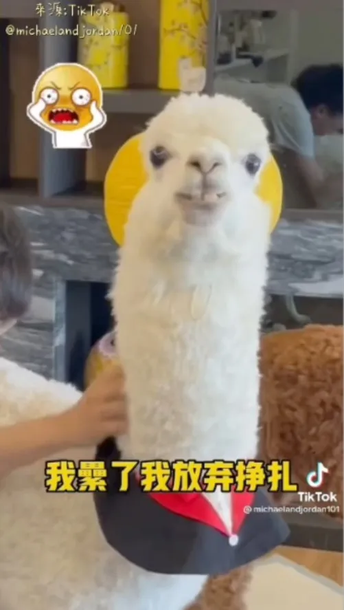 麥可經過一番掙扎仍敵不過阿公的無情摧殘，看牠那無辜表情是不是把你給融化了。TikTok@michaelandjordan101 提供