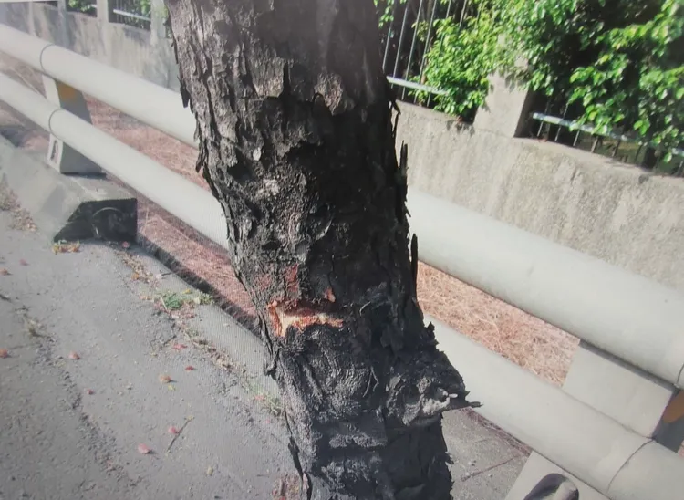 路樹的樹幹上有擦撞痕跡。讀者提供