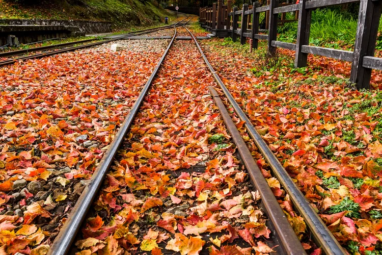 想親近山林，台中出發前往嘉義搭阿里山小火車秋行賞楓，一日遊1,111元起。雄獅提供