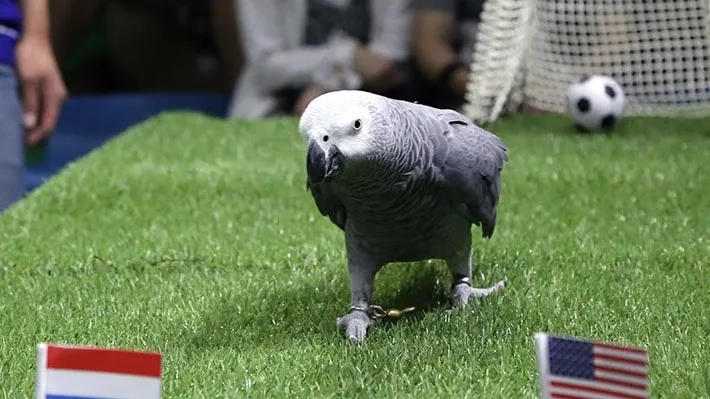 日本櫪木縣「那須動物王國」21日請出一隻鸚鵡占卜世足賽結果。翻攝推特@nakprstaff-crop