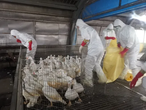 宜蘭1種鴨場驗出H5N1禽流感病毒 5010種鴨全撲殺