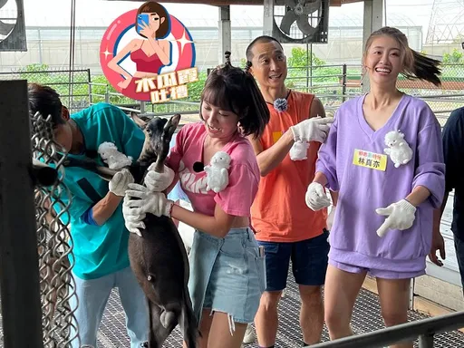 木瓜霞|籃籃觸診羊咩咩那兩顆 無尊慘吞蛋蛋的哀傷