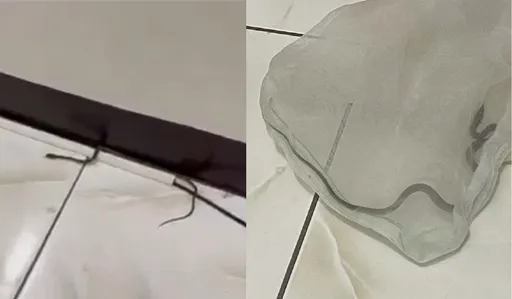 「買衣服送驚喜？」他網購開箱期待變驚嚇！竟竄出活跳跳小蛇