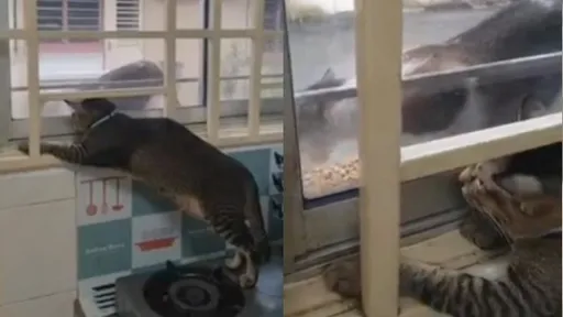 「世上最遠的距離」看得到吃不到　冷眼看最愛被吃光光