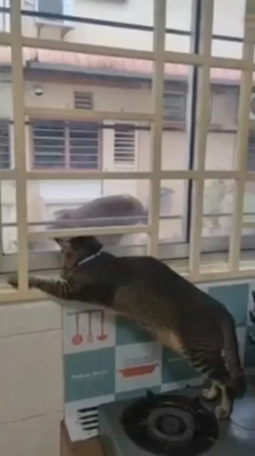 撲馬朵朵像是被點了穴般『石化ing』。FB：Mindy Ong 提供