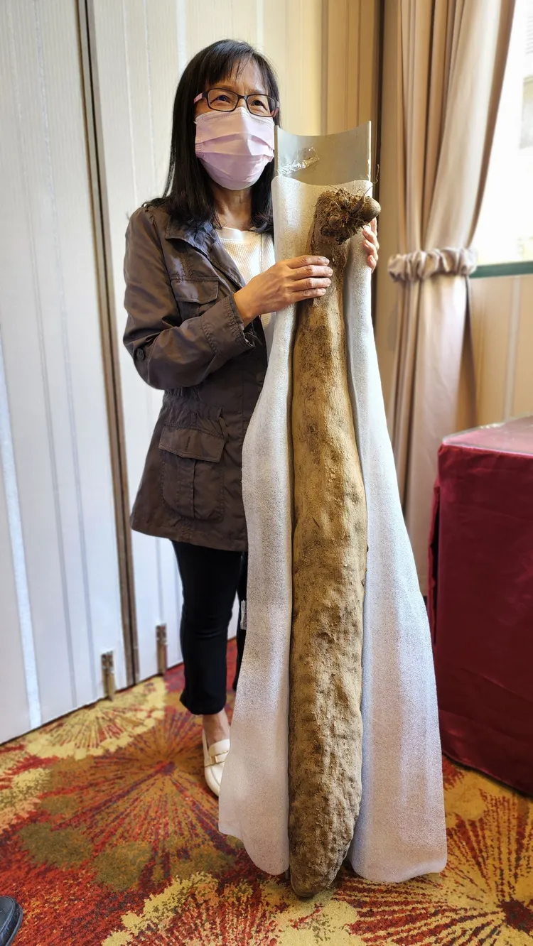 農友種植出長120公分的山藥。翻攝畫面