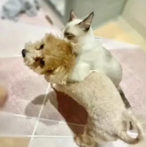 來吧！左鉤拳右鉤拳摔角Wrestling。FB粉專：《彼克蕾的阿牛阿布與菜包》提供